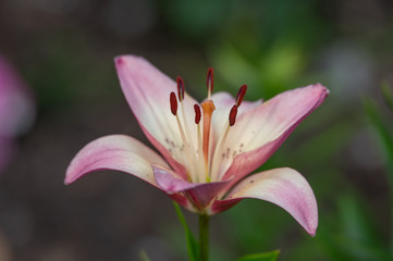 Fototapeta na wymiar Blooming Lavendar Lily