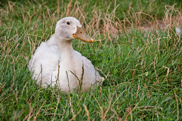 Duck sitting in the grass