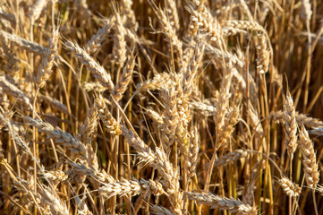 Fototapeta premium Field of Wheat