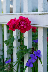 Fototapeta na wymiar Flowers in White Pickett Fence