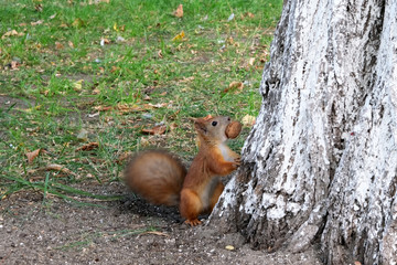 Red forest squirrel with a nut
