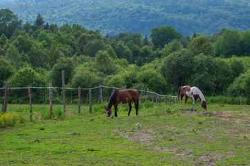 Horses Grazing in the Pasture