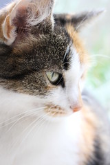 Katze im Profil
