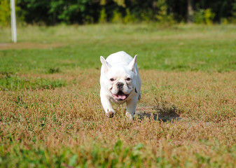 puppy of a french buddog for a walk in the park