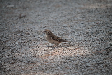 sparrow on beach