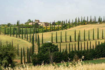 Obraz premium Summer landscape in the Chianti region at summer