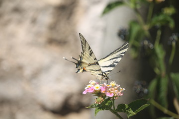 butterfly on flower