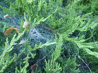  spider web on a green branch