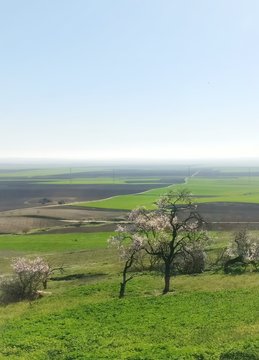 La Vega de Los Alcores con &aacute;rboles en flor