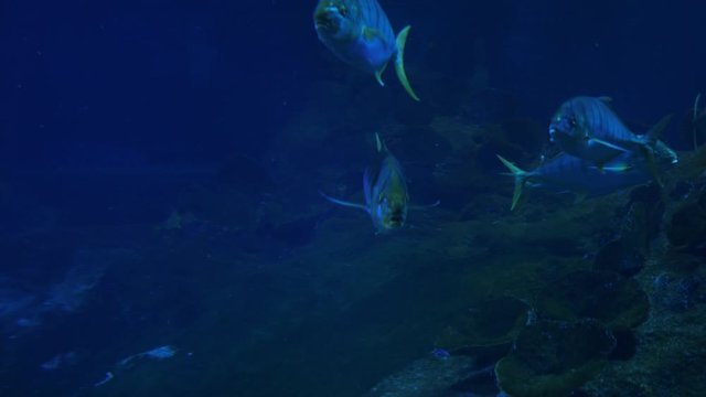 Underwater life of Fish Sharks Batoidea