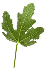 Green leaf of mallow, isolated on white background