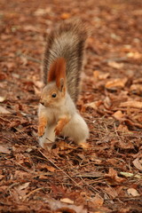 Naklejka na ściany i meble Autumn red squirrel cute animal