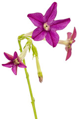 Flower of fragrant tobacco, lat. Nicotiana sanderae, isolated on white background