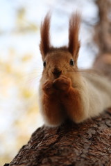  Autumn red squirrel cute animal