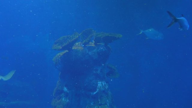 Underwater life of Fish Sharks Batoidea