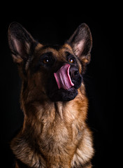 hungry dog licks on a black background