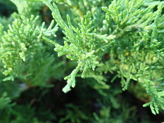  detail of a green branch of juniper tree