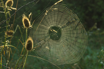 White round web