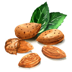 Group of tasty almond nut with green leaves, whole nuts in skins and peeled, isolated, hand drawn watercolor illustration on white background