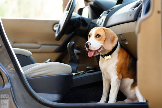 Beagle dog sitting inside the car ready to travel