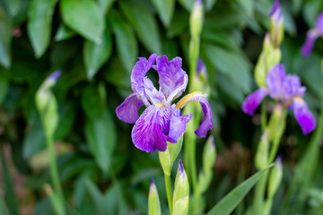 Purple, white, blue and violet blooming Iris xiphium (Bulbous iris, sibirica) on green leaves ang grass background in the garden in spring and summer.