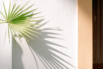 Traveller's palm tree leaves cast shadow on an orange textured concrete wall.