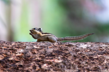 little squirrel 