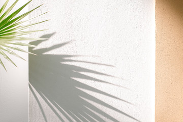 Traveller's palm tree leaves cast shadow on an orange textured concrete wall.