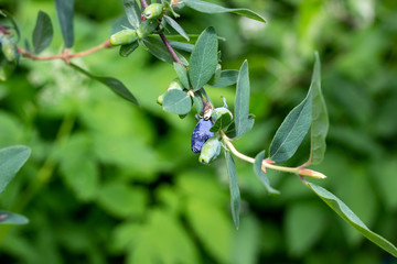 Naklejka na ściany i meble Blue berries of honeysuckle (Lonicera caerulea var. edulis) or honeyberry on green leaves background in the garden in spring and summer