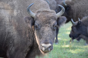 european bison - head