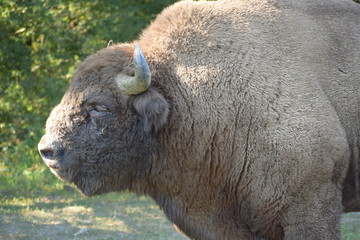 Fototapeta premium european bison
