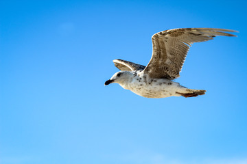eine Möwe an der Ostsee