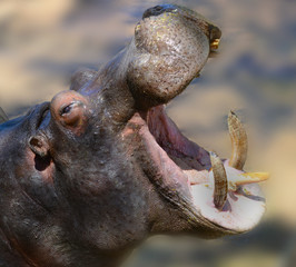 Hippopotamus profile