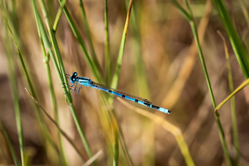 eine Kleinlibelle, Azurjungfer versteckt im Gras