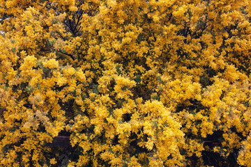 Australian Wattle, flowering in Spring