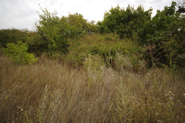 Fototapeta premium grass in forest