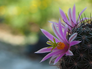 OLMammillaria grahamii,Pink mini cactus flower, blossoming