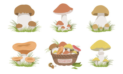 Collection of Wild Edible Forest Mushrooms Set Vector Illustration