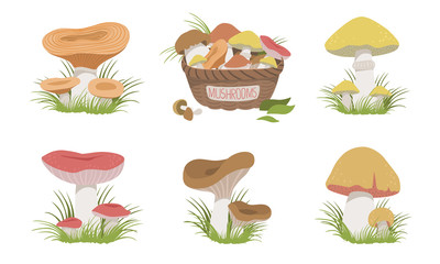 Collection of Wild Forest Mushrooms Set, Edible Mushrooms Vector Illustration
