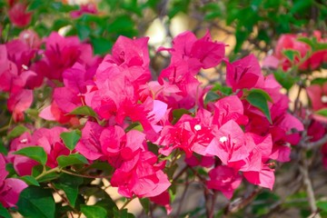 Bougainvillea flowers inserted with green leaves. Pink Bougainvillea flowers. Bougainvillea Dwarf Pixie.
