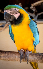 Portrait, Ansicht eines Ara, Papagai