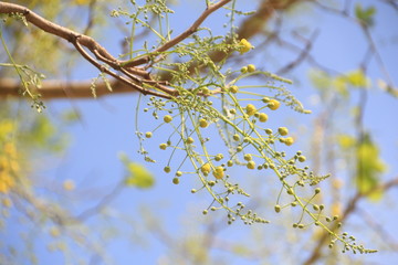 Thailand flowers, Cassia fistula,Golden shower