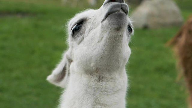 Llama cub looking into the camera