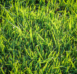 Gras, Grastextur, Gräser im Sonnenlicht