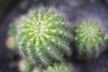 Echinopsis calochlora K.Schum