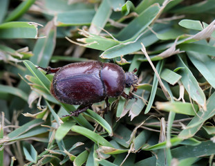 ein Nashornkäfer im Gras krabbelnd