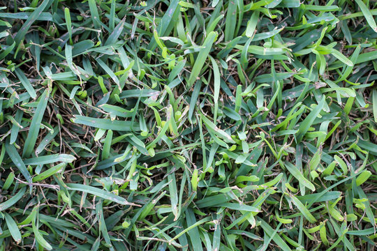 Gras, Grastextur, Gr&auml;ser im Sonnenlicht