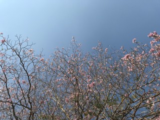 Pink trumpet tree, Tabebuia rosea