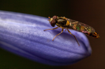 Sphaerophoria scripta male hoverfly male 