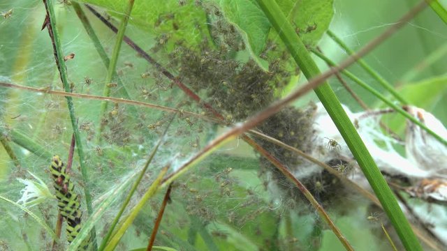 Raft spider (Dolomedes fimbriatus).  A brood of young spiders in a web